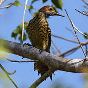 Fernandina's Flicker