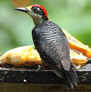 Black-cheeked Woodpecker