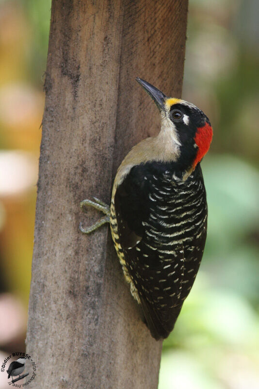 Pic de Pucheran femelle adulte, identification