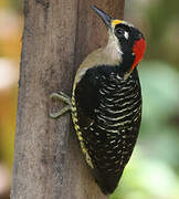 Black-cheeked Woodpecker