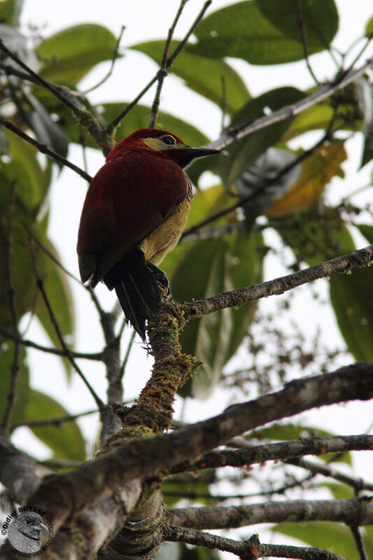 Crimson-mantled Woodpeckeradult, identification