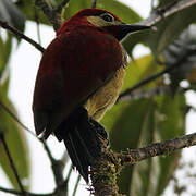 Crimson-mantled Woodpecker