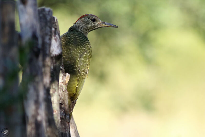 Iberian Green Woodpecker female juvenile, identification