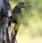 Iberian Green Woodpecker