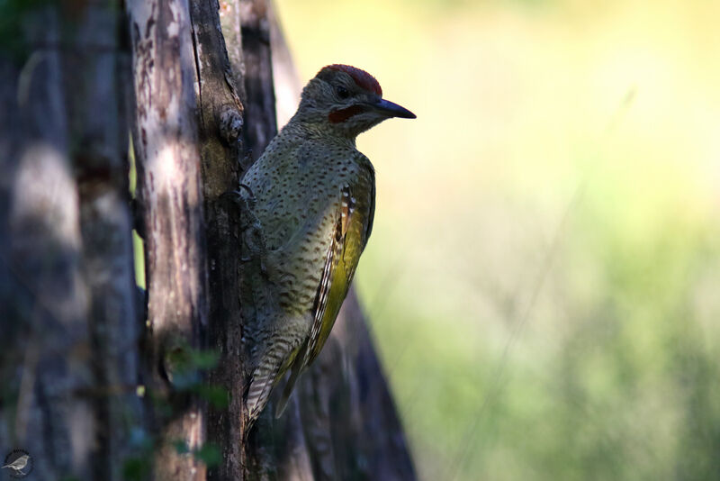 Iberian Green Woodpecker male juvenile, identification