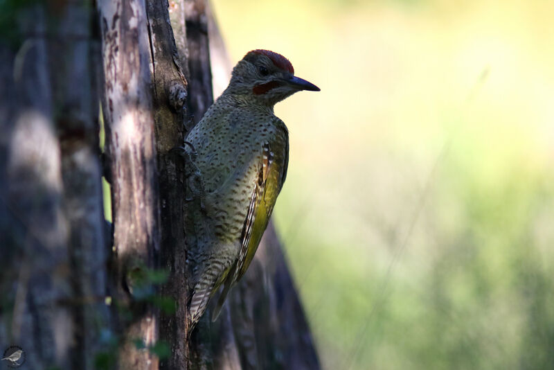 Pic de Sharpe mâle juvénile, identification