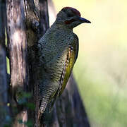 Iberian Green Woodpecker