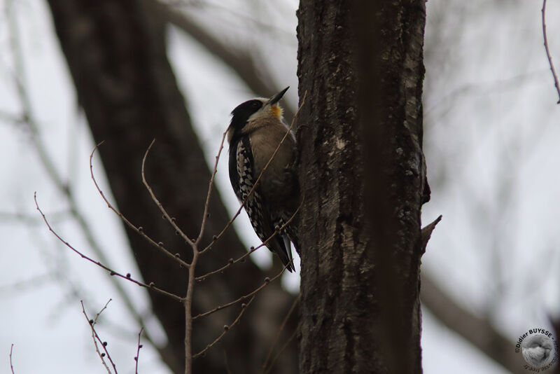 White-fronted Woodpeckeradult, identification