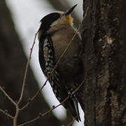 White-fronted Woodpecker