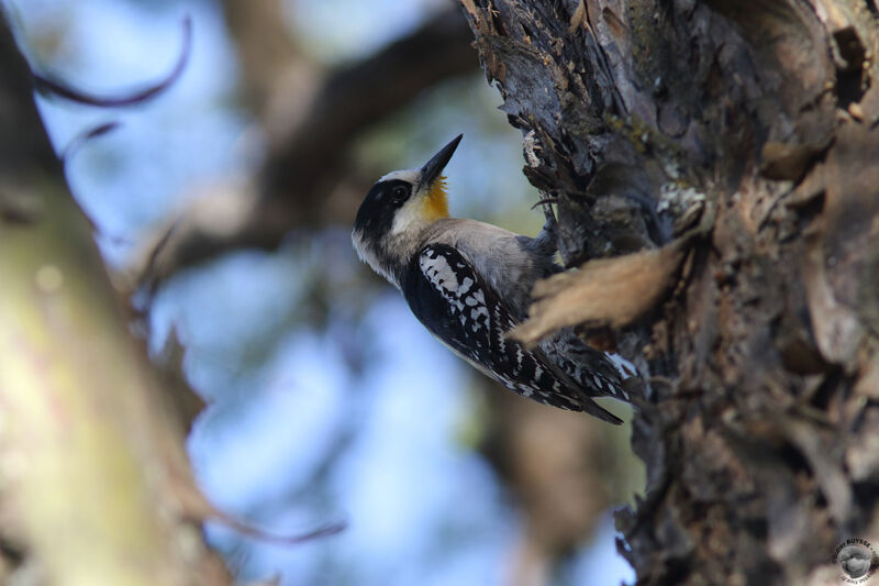 White-fronted Woodpeckeradult breeding