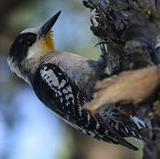 White-fronted Woodpecker