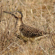 Andean Flicker