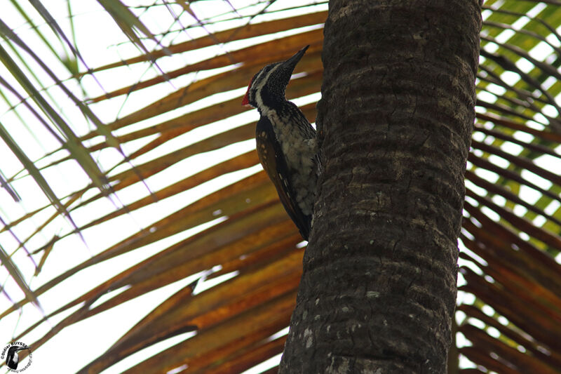 Black-rumped Flamebackadult, identification, habitat