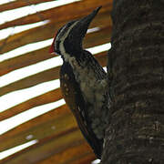 Black-rumped Flameback