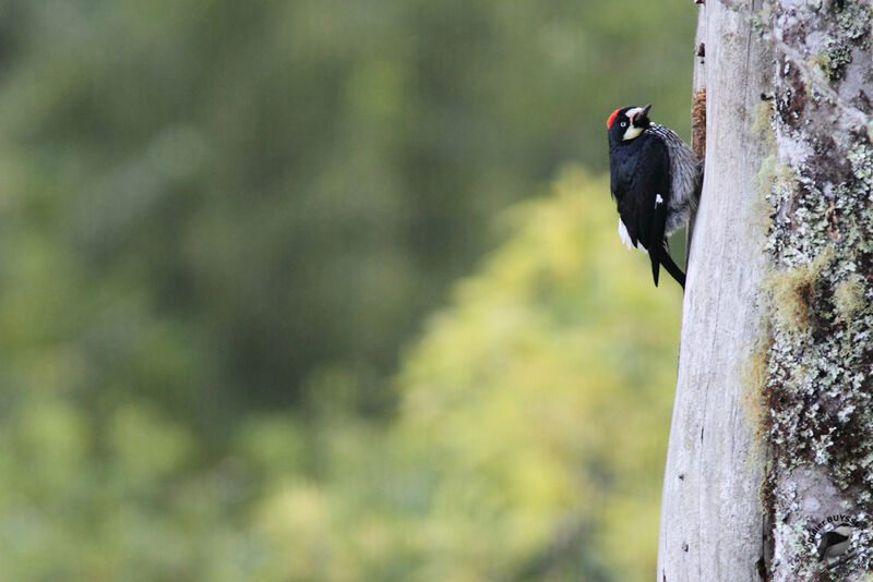 Acorn Woodpecker female adult, identification