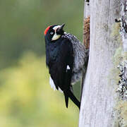 Acorn Woodpecker