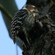 Japanese Pygmy Woodpecker