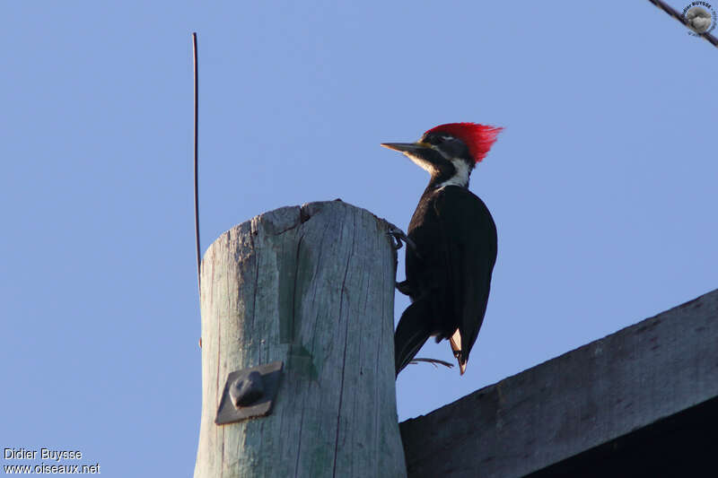 Black-bodied Woodpecker male adult, identification