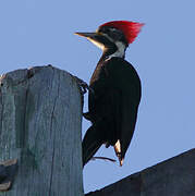 Black-bodied Woodpecker