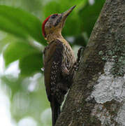 Laced Woodpecker