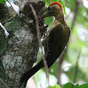 Laced Woodpecker