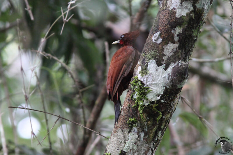 Chestnut Woodpecker male adult, identification