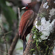 Chestnut Woodpecker