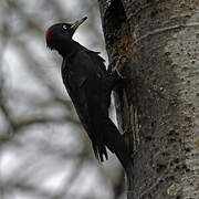 Black Woodpecker