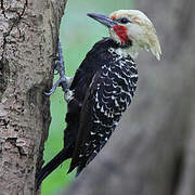 Blond-crested Woodpecker