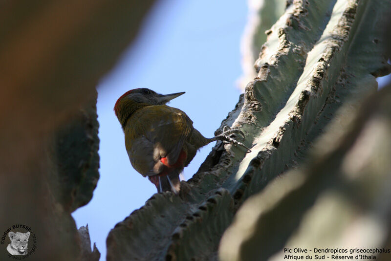 Olive Woodpecker male adult, identification