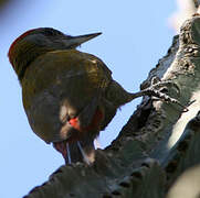 Olive Woodpecker