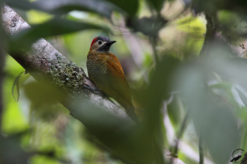 Golden-olive Woodpecker female adult, identification