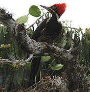 Lineated Woodpecker