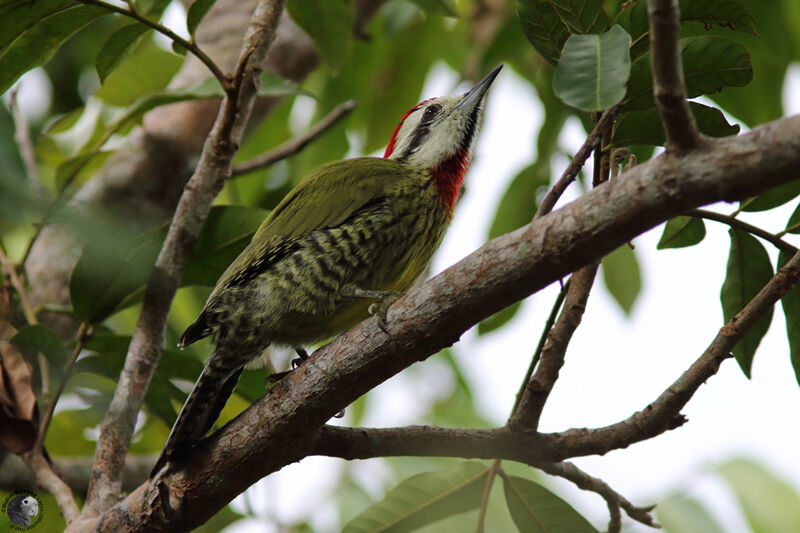 Cuban Green Woodpeckeradult, identification