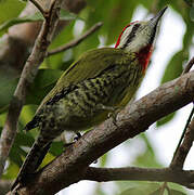 Cuban Green Woodpecker