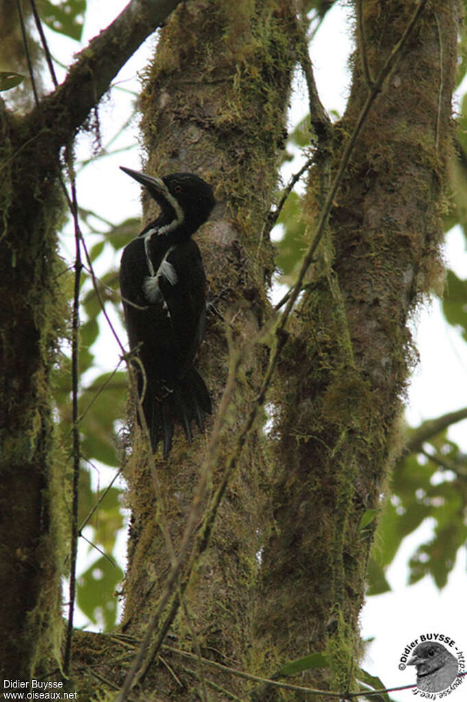 Powerful Woodpecker female adult, identification, pigmentation