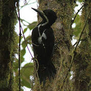 Powerful Woodpecker