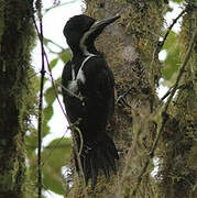 Powerful Woodpecker