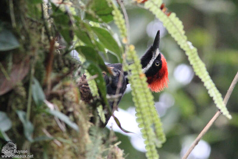 Powerful Woodpecker male adult, close-up portrait