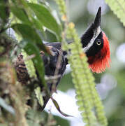 Powerful Woodpecker