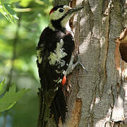 Syrian Woodpecker