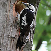 Syrian Woodpecker