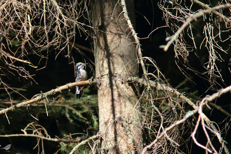 Eurasian Three-toed Woodpecker male adult, identification, habitat