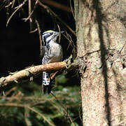 Eurasian Three-toed Woodpecker