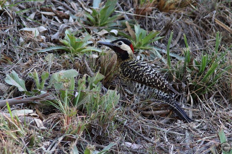 Pic vert et noiradulte, identification, mange