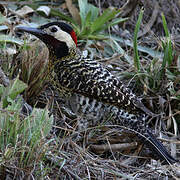 Green-barred Woodpecker