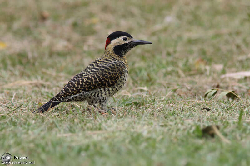 Green-barred Woodpecker female adult, identification