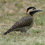 Green-barred Woodpecker