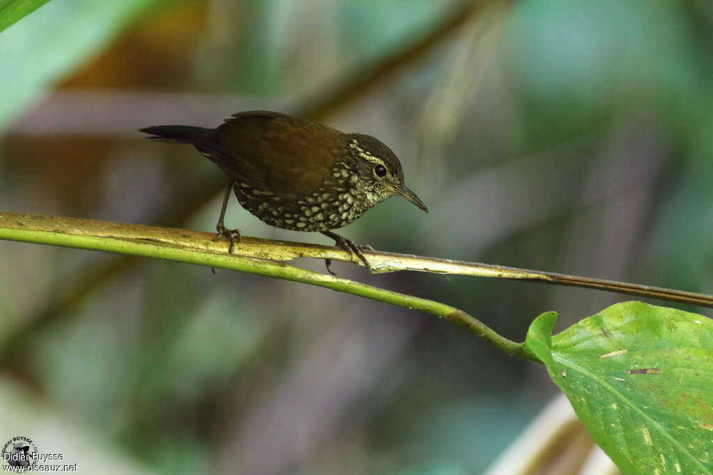 Sharp-tailed Streamcreeperadult, identification