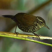 Sharp-tailed Streamcreeper